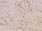 PNMA Family Member 8B antibody, 207626-T08, Sino Biological, Immunohistochemistry paraffin image 