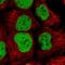 Heterogeneous Nuclear Ribonucleoprotein U Like 1 antibody, NBP2-47432, Novus Biologicals, Immunofluorescence image 
