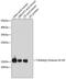 Histone Cluster 3 H3 antibody, MBS126185, MyBioSource, Western Blot image 