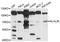 Kelch Like Family Member 26 antibody, abx126060, Abbexa, Western Blot image 