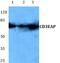 CD3e Molecule Associated Protein antibody, PA5-75462, Invitrogen Antibodies, Western Blot image 