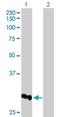 Cyclin B1 Interacting Protein 1 antibody, H00057820-B01P, Novus Biologicals, Western Blot image 