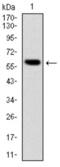 BLNK antibody, abx011968, Abbexa, Western Blot image 