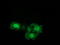 DNA excision repair protein ERCC-1 antibody, LS-C797277, Lifespan Biosciences, Immunofluorescence image 