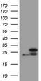 Ubiquitin Conjugating Enzyme E2 E3 antibody, TA800060S, Origene, Western Blot image 