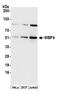 WW Domain Binding Protein 4 antibody, A305-693A-M, Bethyl Labs, Western Blot image 
