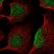 Lysine Demethylase 5B antibody, HPA053723, Atlas Antibodies, Immunofluorescence image 