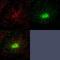 Rab3A-interacting protein antibody, H00117177-B01P, Novus Biologicals, Immunoprecipitation image 