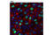 TPX2 Microtubule Nucleation Factor antibody, 12245P, Cell Signaling Technology, Immunofluorescence image 