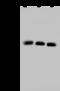 TNF Superfamily Member 13b antibody, 10056-R305, Sino Biological, Western Blot image 