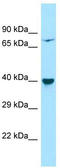 Protein phosphatase 1L antibody, TA331661, Origene, Western Blot image 
