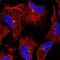 Obscurin Like 1 antibody, PA5-57640, Invitrogen Antibodies, Immunofluorescence image 