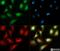 S100 Calcium Binding Protein A6 antibody, NB110-93274, Novus Biologicals, Immunofluorescence image 