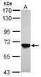 Membrane Palmitoylated Protein 2 antibody, NBP1-32393, Novus Biologicals, Western Blot image 