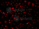 Baf250a antibody, A7607, ABclonal Technology, Immunofluorescence image 