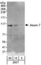 Ataxin-7 antibody, A302-638A, Bethyl Labs, Western Blot image 