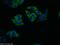 14-3-3 protein antibody, 66061-1-Ig, Proteintech Group, Immunofluorescence image 