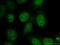 SNW Domain Containing 1 antibody, 25926-1-AP, Proteintech Group, Immunofluorescence image 