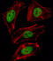 Forkhead box protein D1 antibody, abx028021, Abbexa, Immunofluorescence image 