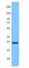 BH3 Interacting Domain Death Agonist antibody, TA328058, Origene, Western Blot image 