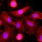 C-Type Lectin Domain Family 4 Member E antibody, GTX53742, GeneTex, Immunofluorescence image 