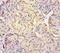 LHFPL Tetraspan Subfamily Member 1 antibody, MBS969912, MyBioSource, Immunohistochemistry paraffin image 