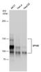 Nuclear autoantigen Sp-100 antibody, GTX131570, GeneTex, Western Blot image 