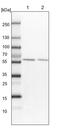 GCA14 antibody, PA5-57968, Invitrogen Antibodies, Western Blot image 
