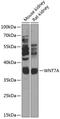 Protein Wnt-7a antibody, 15-420, ProSci, Western Blot image 