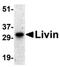 Baculoviral IAP Repeat Containing 7 antibody, orb86691, Biorbyt, Western Blot image 