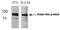 Niban Apoptosis Regulator 2 antibody, AP08078PU-N, Origene, Western Blot image 