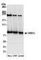 HBS1-like protein antibody, A305-362A, Bethyl Labs, Western Blot image 