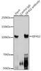 Eukaryotic translation initiation factor 4 gamma 2 antibody, GTX33144, GeneTex, Immunoprecipitation image 