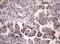 Late Cornified Envelope Like Proline Rich 1 antibody, MA5-27005, Invitrogen Antibodies, Immunohistochemistry frozen image 
