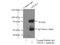 Nuclear factor erythroid 2-related factor 1 antibody, 12936-1-AP, Proteintech Group, Immunoprecipitation image 