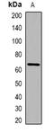 Interleukin 31 antibody, orb382633, Biorbyt, Western Blot image 