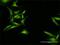 Protein THEMIS2 antibody, H00009473-D01P, Novus Biologicals, Immunofluorescence image 