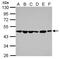 PAICS antibody, GTX118340, GeneTex, Western Blot image 