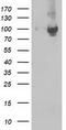 STAT5A antibody, CF502813, Origene, Western Blot image 