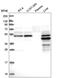 Amidohydrolase Domain Containing 1 antibody, HPA039720, Atlas Antibodies, Western Blot image 