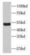 F-Box Protein 9 antibody, FNab03051, FineTest, Western Blot image 