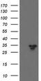 Src-like-adapter 2 antibody, TA505143, Origene, Western Blot image 