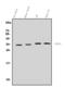 Neurotrophic factor antibody, A03348-2, Boster Biological Technology, Western Blot image 