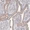 Potassium Channel Tetramerization Domain Containing 6 antibody, HPA036101, Atlas Antibodies, Immunohistochemistry frozen image 