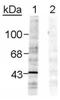 EPH Receptor B1 antibody, NB300-274, Novus Biologicals, Western Blot image 