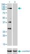 Protein Tyrosine Phosphatase Receptor Type N2 antibody, H00005799-M08, Novus Biologicals, Western Blot image 