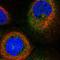 p50 dynamitin antibody, HPA039715, Atlas Antibodies, Immunofluorescence image 