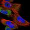Centrosomal Protein 192 antibody, HPA040503, Atlas Antibodies, Immunofluorescence image 