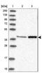 Mitochondrial Translational Release Factor 1 Like antibody, NBP1-85893, Novus Biologicals, Western Blot image 