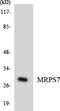 Mitochondrial Ribosomal Protein S7 antibody, LS-C200233, Lifespan Biosciences, Western Blot image 